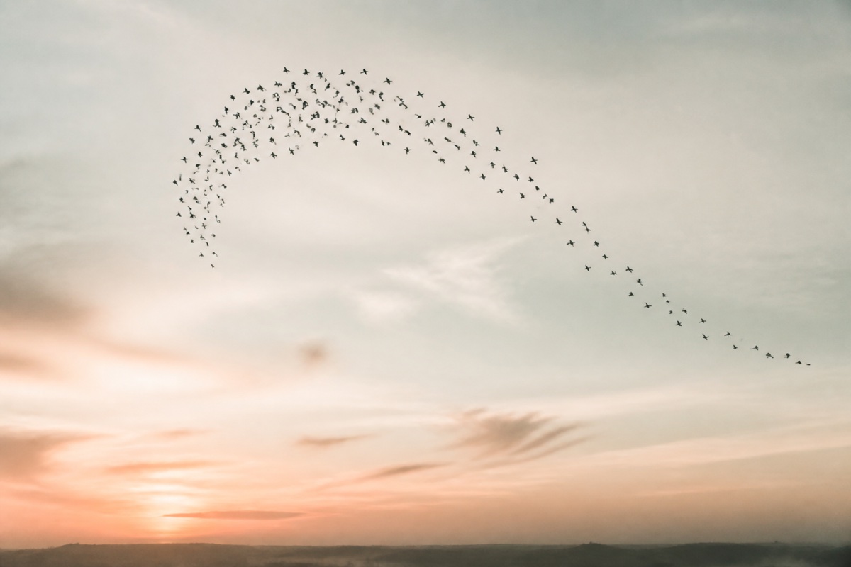 Executive presence training concept showing a flock of birds turning together in a coordinated arc across an open sky.